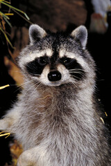 Raccoon