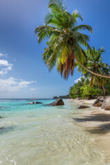 Coco palms in tropical beach in Seychelles island. Summer vacation and tropical beach concept.