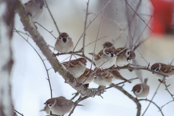 A flock of sparrows sits on a tree branch on a winter day. Passer montanus. Gray-brown sparrows sit on a bare branch against the background of a bright winter sky.