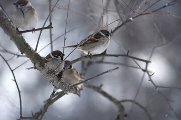 A flock of sparrows sits on a tree branch on a winter day. Passer montanus. Gray-brown sparrows sit on a bare branch against the background of a bright winter sky.