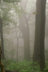 szlak turystyczny we mgle las - obrazy, fototapety, plakaty