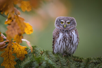 Pygmy owl