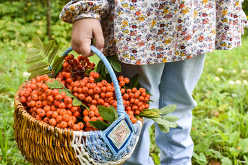 basket of berries with hand and feet. High quality photo