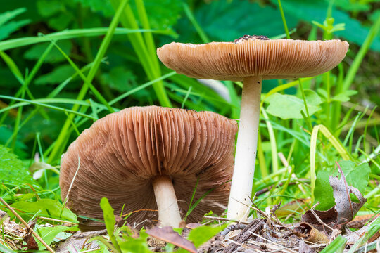 These two big sheath mushroom (Volvariella Gloiocephala) in the Prielenbos in Zoetermeer beautifully show the fine gills under the hat