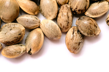 Hemp seeds macro isolated on white background. Cannabis seeds close-up.