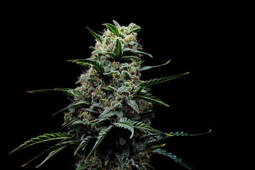 Blooming cannabis bush. Fresh plant isolated on black background. Herbal medicine layout. Hemp...
