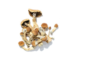Psilocybe Cubensis mushrooms on white background, isolated layout. Psilocybin psychedelic magic mushrooms Golden Teacher. Top view, flat lay. Magic consciousness concept.