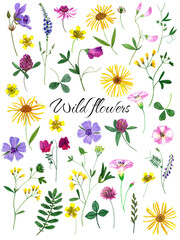 Watercolor wildflowers and herbs set. Design kit for construction postcards, invitations, paper for scrapbooking, and other prints.