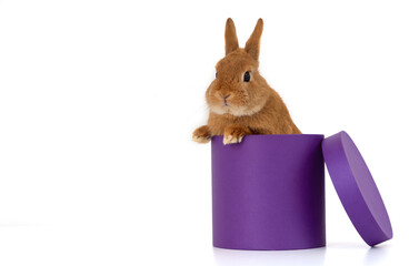 Cute funny ginger decorative bunny,pygmy squirrel rabbit sitting in very peri,purple gift box of cylinder shape,looking at camera on white background.Copy space.Pet,animal as present for holiday