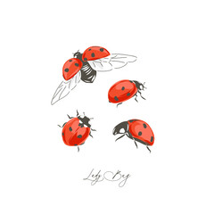 Ladybug insect hand drawn vector illustration set isolated on white. Vintage curiosity cabinet aesthetic print. - obrazy, fototapety, plakaty