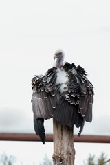 Aigle vautour 
