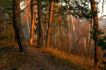 Sunny morning. The fog has not yet dissipated and is beautifully illuminated by the sun's rays.