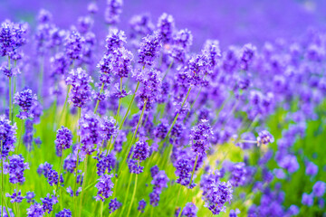 Lavender flower plant
