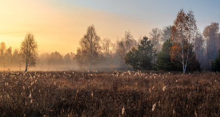 Sunny morning. The fog has covered the meadow and is beautifully illuminated by the sun's rays.