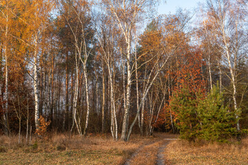 Fototapeta premium The forest is decorated with autumn colors. Hiking. Walk in the autumn forest.