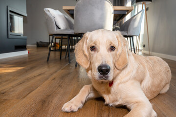A young male golden retriever lies on modern vinyl panels in the living room of a home, furniture visible in the background.