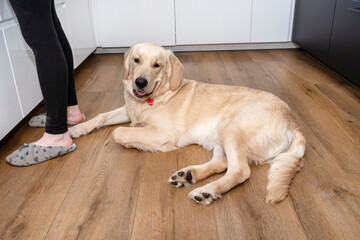 A young male golden retriever lies on modern vinyl panels in the kitchen next to the cupboard and the womans legs.