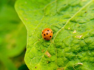 little insect