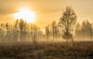 Fototapeta na wymiar Sunny morning. The fog has covered the meadow and is beautifully illuminated by the sun's rays.