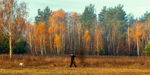 Walking with dogs along the mowed meadow along the forest.