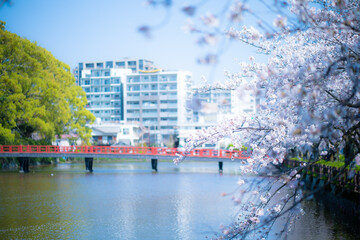 桜とお堀