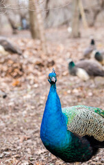 Fototapeta premium Male peacock close-up walks in the park