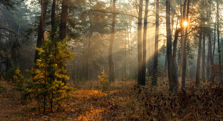 The sun's rays pierce the branches of the trees. Nice autumn morning. Pleasant weather for outdoor travel.