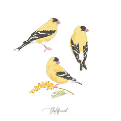 Goldfinch bird hand drawn vector illustration set isolated on white. Vintage curiosity cabinet aesthetic print.