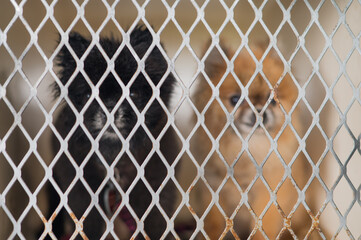 Two Pomeranian dogs seen inside of cage