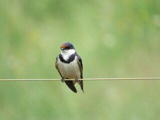 White throated swallow