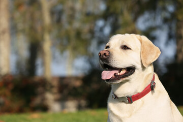 Yellow Labrador in park on sunny day. Space for text