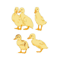 Duckling Baby duck farm bird hand drawn vector illustration set isolated on white. Vintage classic aesthetic print.