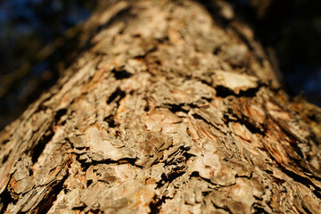 detail of fir bark. chip trunk, detail.