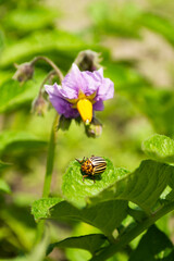 Blurred image сolorado potato beetle on a flowering potato plant.