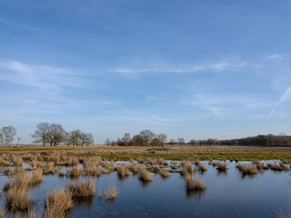 Dwingelerveld near Dwingeloo and Ruinen, Drenthe Province, The netherlands