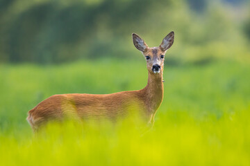 Roe deer