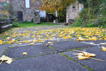 gelbe Bl&auml;tter auf dem Boden