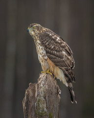 goshawk