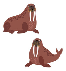 Walrus. Vector illustration with walrus. two poses 