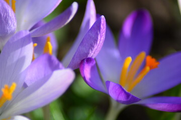 Fototapeta premium Lila Blune mit Biene