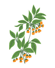 wild flower tree branch botanical illustration