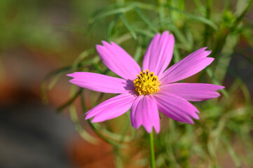 Beautiful pink cosmos flower (Cosmos Bipinnatus) blooming in natural park.