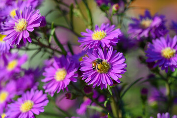 Purple flowers of Michaelmas Daisy (Aster Amellus), Aster alpinus, Asteraceae violet blooms growing in the garden in summer with a bee collecting pollen or nectar.