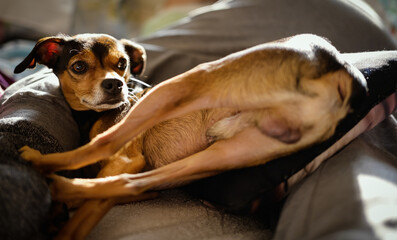 Miniature pinscher resting in a funny pose at home.