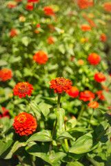 Bright red zinnias in a sunny summer garden	