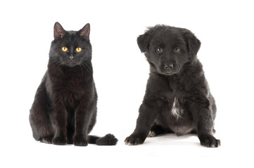 black cat and puppy sitting on a white background