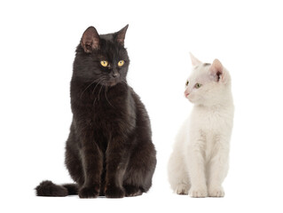 white cat and black cat isolated on white background