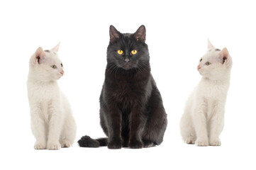 white cats and black cat isolated on white background