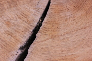 cross section of tree trunk