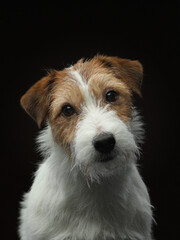 the dog portrait. Active Jack Russell Terrier. Pet on a black background in the studio